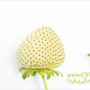ایجاد بستر مناسب برای برانگیختن رشد