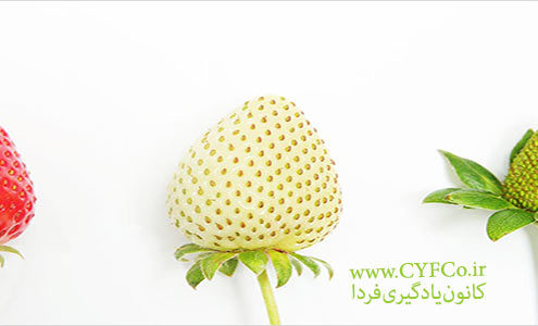 ایجاد بستر مناسب برای برانگیختن رشد